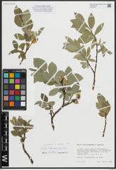Foto von Salix arctica Pall. x Salix callicarpaea Trautv.